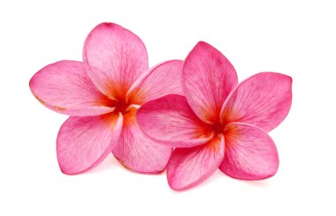 Beyaz arka plan üzerinde izole pembe plumeria çiçekler