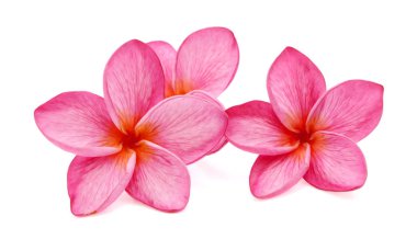 Beyaz arka plan üzerinde izole Plumeria.