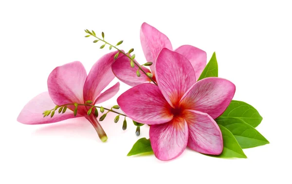 Flores Frangipani Com Gota Água Isolada Sobre Fundo Branco — Fotografia de Stock