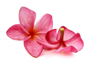 Beyaz arkaplanda izole Frangipani çiçeği
