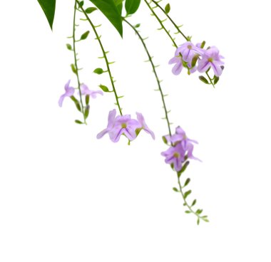 Beyaz arka plan üzerinde izole verbena çiçekler