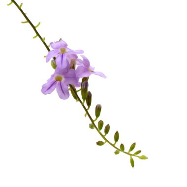 Beyaz arka plan üzerinde izole küçük eflatun çiçekler