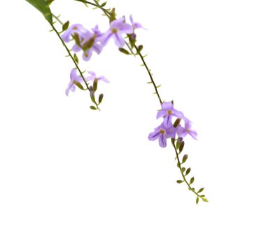 Menekşe çiçek, izole üzerinde beyaz