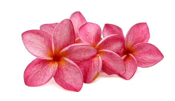 Flor Frangipani Aislada Sobre Fondo Blanco —  Fotos de Stock