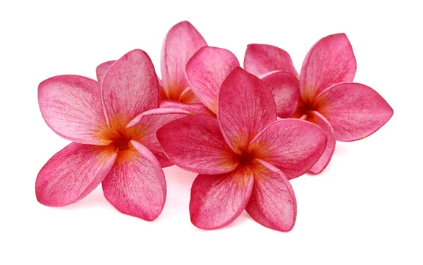 Frangipani Tropical Flower Plumeria Lanthom Leelawadee Flower — Stock Photo, Image