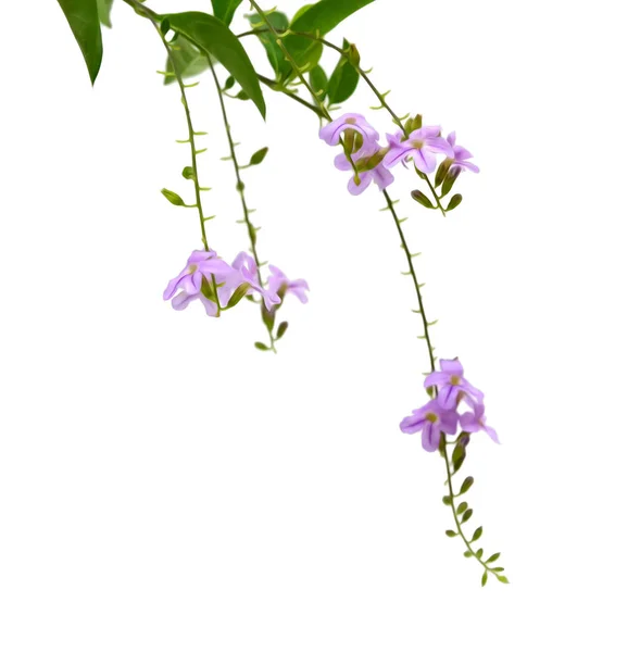 Beyaz Arka Plan Üzerinde Izole Verbena Çiçekler — Stok fotoğraf