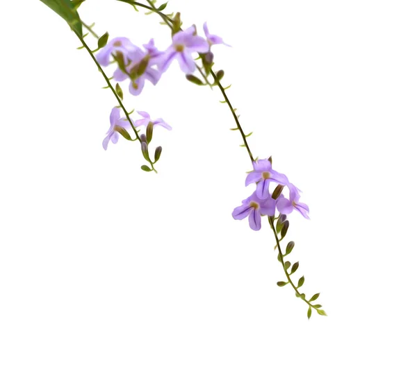 Flores Violetas Aisladas Sobre Blanco — Foto de Stock