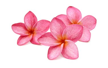 Beyaz arka plan üzerinde izole plumeria rubra