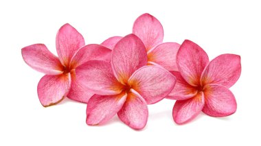 Frangipani veya beyaz arkasında izole plumeria (tropikal çiçek)