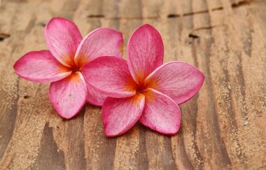 pembe frangipani veya beyaz izole plumeria (tropikal çiçek)