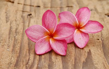 Beyaz arka plan üzerinde izole pembe frangipani (plumeria) çiçek