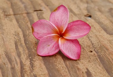 pembe frangipani çiçek beyaz arka plan izole