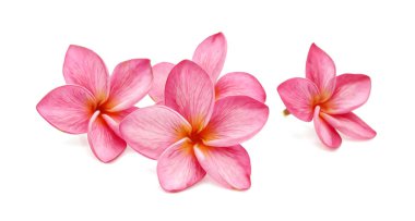 Frangipani tropikal çiçek, plumeria, Lanthom, Leelawadee çiçek yeşil ile izole beyaz arka plan bırakır.
