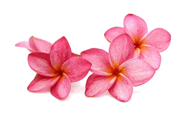 Plumeria Rubra Izolovaných Bílém Pozadí — Stock fotografie