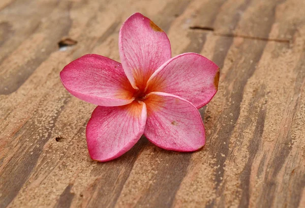 Beyaz arkaplanda izole Frangipani çiçeği