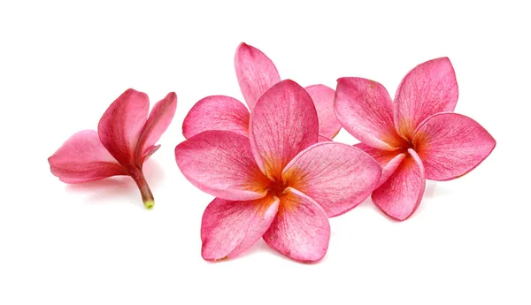 Růžové Bílé Keře Nebo Plumeria Tropickou Květiny Izolovat — Stock fotografie
