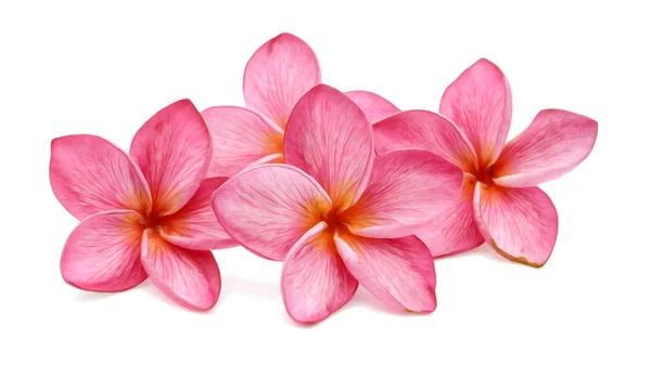 Roze Frangipani Bloem Geïsoleerd Witte Achtergrond — Stockfoto