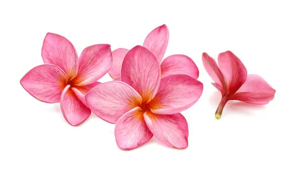 Frangipani Tropikal Çiçek Plumeria Lanthom Leelawadee Çiçek Yeşil Ile Izole — Stok fotoğraf