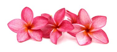 Beyaz arkaplanda izole Frangipani çiçeği