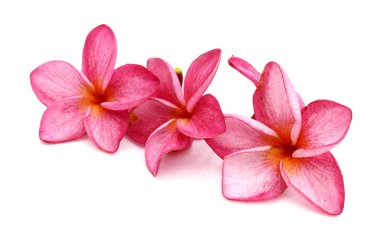 Beyaz arkaplanda izole Frangipani çiçeği