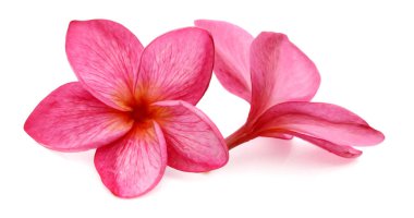Beyaz arkaplanda izole Frangipani çiçeği