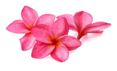 Beyaz arka plan kırmızı frangipani çiçek izole