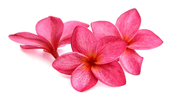 Plumeria Rubra Izolovaných Bílém Pozadí — Stock fotografie