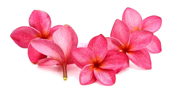 Frangipani Tropische Blume Plumeria Lanthom Leelawadee Blume — Stockfoto