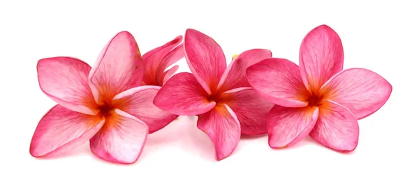 Flor Branca Frangipani Plumeria Isolada Sobre Fundo Branco — Fotografia de Stock