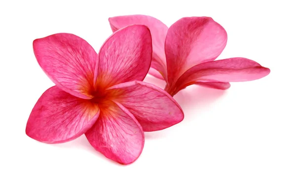 Rote Frangipani Blume Isoliert Weißen Hintergrund — Stockfoto