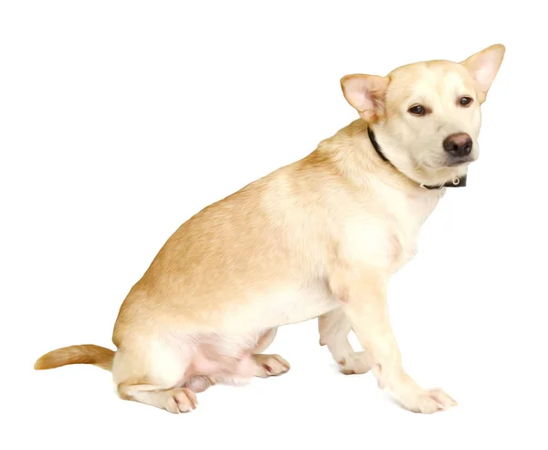 Perro Cruzado Mirando Hacia Otro Lado Aislado Blanco —  Fotos de Stock