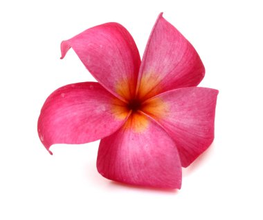 Beyaz arkaplanda izole Frangipani çiçeği
