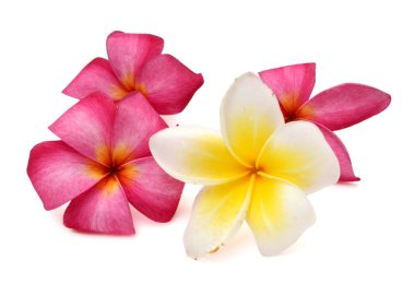 Frangipani beyaz arkaplanda izole edildi