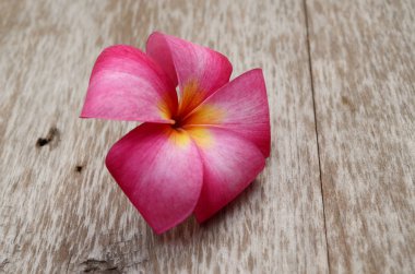 Frangipani beyaz arkaplanda izole edildi