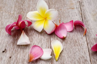 Frangipani tropikal çiçek, plumeria, Lanthom, Leelawadee çiçek