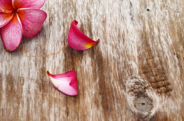 Beyaz arkaplanda izole edilmiş frangipani çiçeği