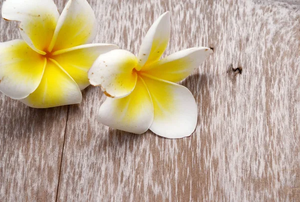 Fleur Frangipani Rouge Isolée Sur Fond Blanc — Photo