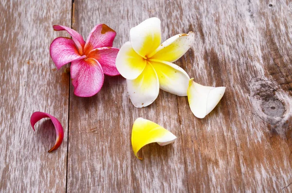 Frangipani Textura Madeira Velha — Fotografia de Stock