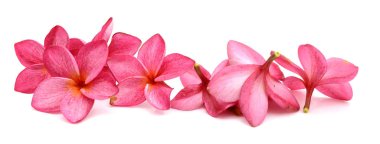 Ahşap blackground Plumeria çiçek