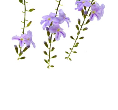 beyaz arkaplanda izole edilmiş mor çiçekler