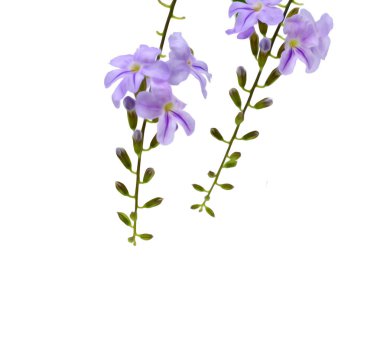 beyaz arkaplanda izole edilmiş mor çiçekler