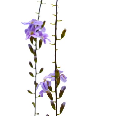 beyaz arkaplanda izole edilmiş mor çiçekler