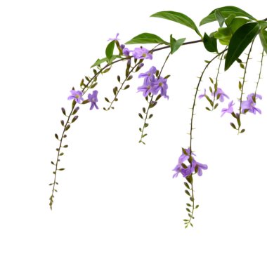 beyaz arkaplanda izole edilmiş mor çiçekler