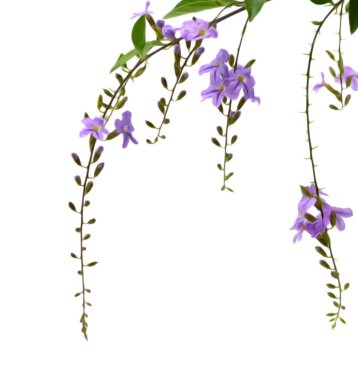 beyaz arkaplanda mor çiçekler