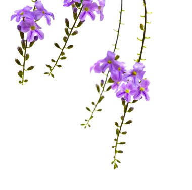 Altın çiy düşmesi veya güvercin berry (Duranta erecta) çiçek fern yaprak beyaz zemin üzerine, yakın çekim.