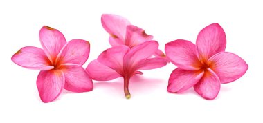 birlikte düzenlenmiş frangipani çiçek