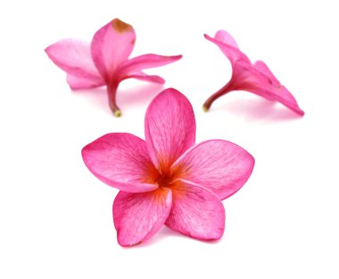 birlikte düzenlenmiş frangipani çiçek