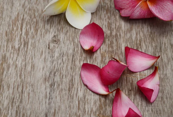 Flor Plumeria Blanca Sobre Fondo Madera — Foto de Stock