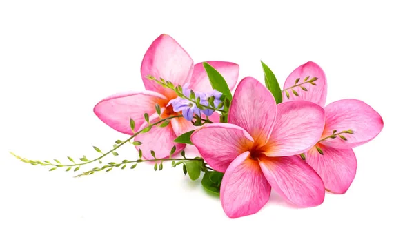 Beyaz Arka Plan Üzerinde Izole Frangipani Çiçekler — Stok fotoğraf