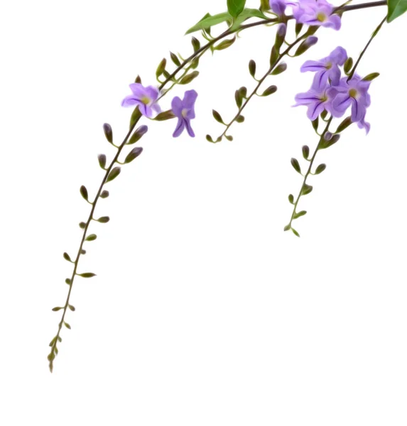 Beyaz Arkaplanda Mor Çiçekler — Stok fotoğraf